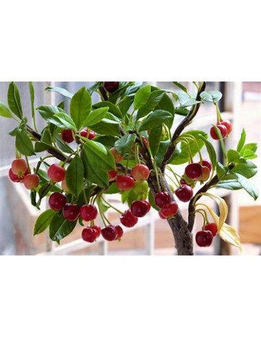 Cerezo forestal /Colt Cherry tree  (Prunus...