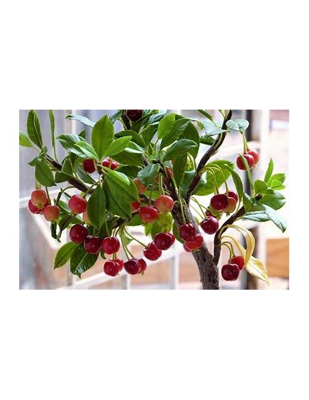 Cerezo forestal /Colt Cherry tree  (Prunus avium L)-1 Arbolito en Venta en Mexico - Vivero por internet