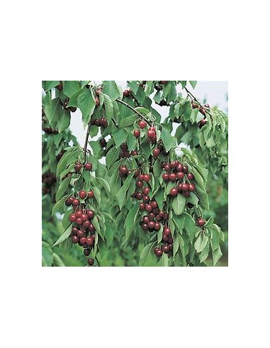 Cerezo forestal /Colt Cherry tree  (Prunus...