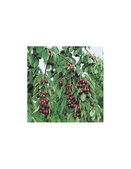 Cerezo forestal /Colt Cherry tree  (Prunus avium L)-1 Arbolito en Venta en Mexico - Vivero por internet