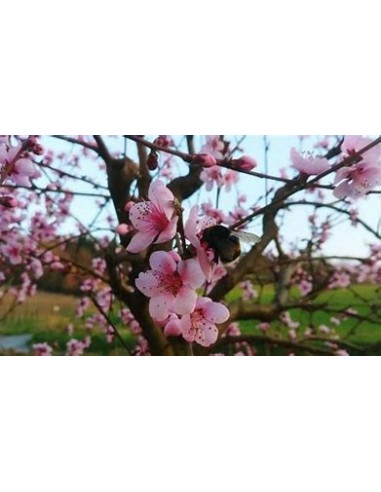 Durazno bi-color flor (Prunus persica)-1 Arbolito en Venta en Mexico - Vivero por internet