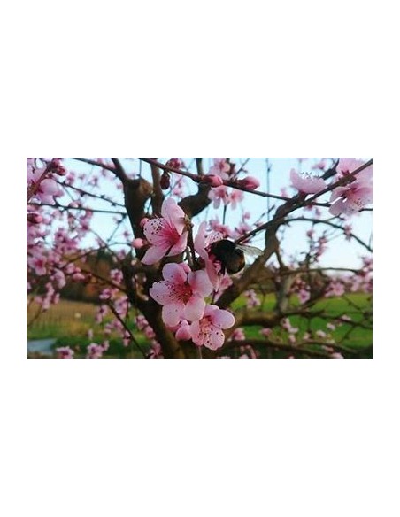 Bi-color peach blossom (Prunus persica)-1 Tree for Sale in Mexico - Online nursery