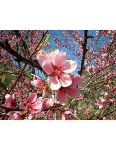 Bi-color peach blossom... 2
