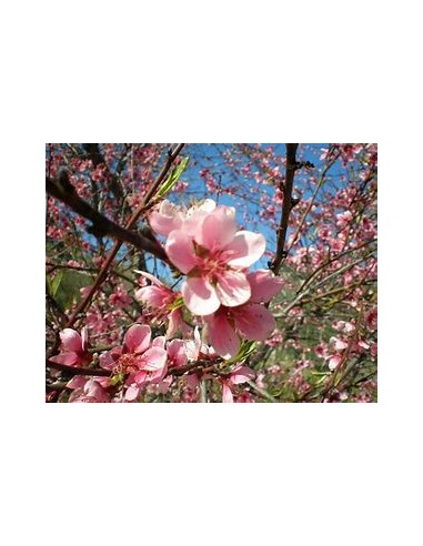 Durazno bi-color flor (Prunus persica)-1...