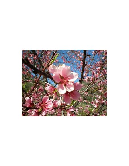 Bi-color peach blossom (Prunus persica)-1 Tree for Sale in Mexico - Online nursery