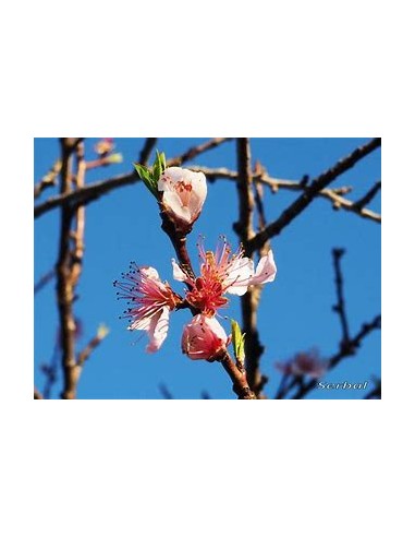 Durazno bi-color flor (Prunus persica)-1...
