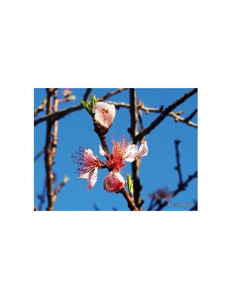 Bi-color peach blossom (Prunus persica)-1 Tree for Sale in Mexico - Online nursery