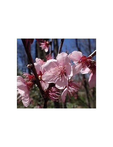 Durazno bi-color flor (Prunus persica)-1...