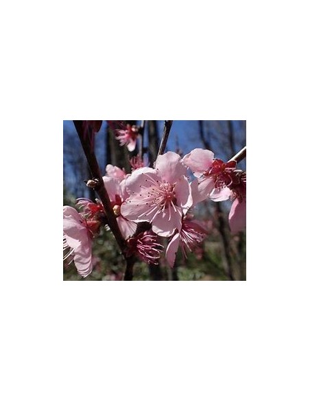 Bi-color peach blossom (Prunus persica)-1 Tree for Sale in Mexico - Online nursery