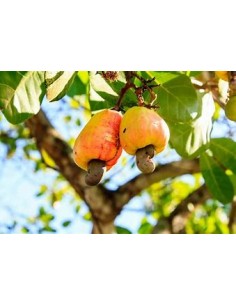 Indian walnut (anacardium...