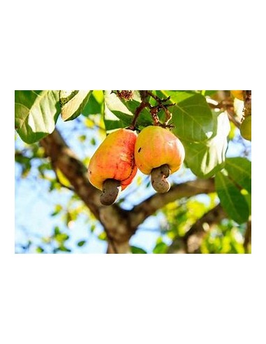 Indian walnut (anacardium occidentale) -marañon (Yellow fruit)-1 Tree for Sale in Mexico - Online Nursery