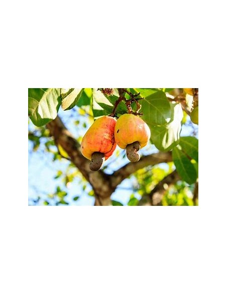 Nuez de la india (anacardium occidentale)  -marañon (Fruto amarillo)-1 Arbolito en Venta en Mexico - Vivero por internet