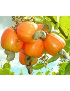 Indian walnut (anacardium... 2