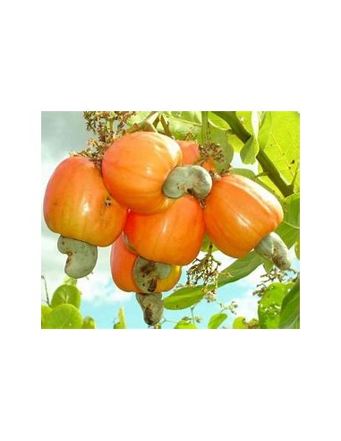 Indian walnut (anacardium occidentale) -marañon...