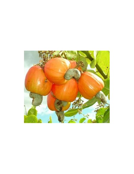 Nuez de la india (anacardium occidentale)  -marañon (Fruto amarillo)-1 Arbolito en Venta en Mexico - Vivero por internet