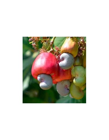Indian walnut (anacardium occidentale) -marañon...