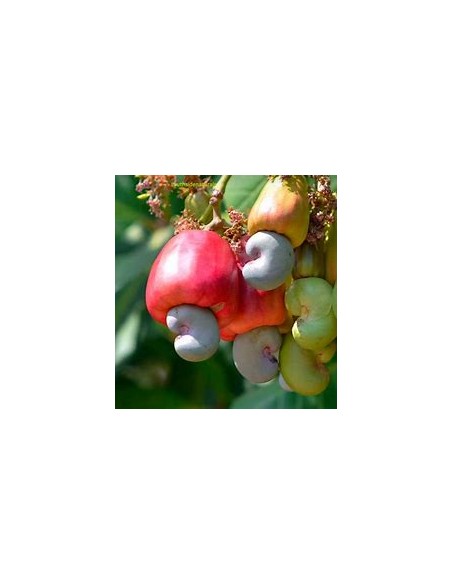 Nuez de la india (anacardium occidentale)  -marañon (Fruto amarillo)-1 Arbolito en Venta en Mexico - Vivero por internet