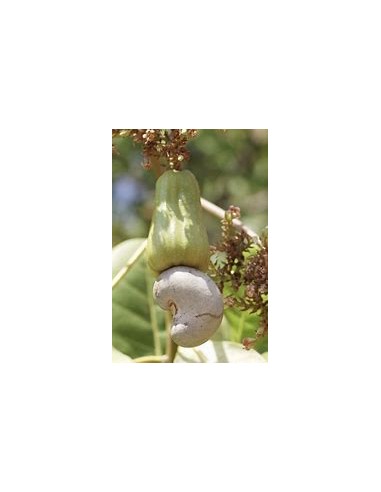 Indian walnut (anacardium occidentale) -marañon...