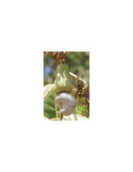 Nuez de la india (anacardium occidentale)  -marañon (Fruto amarillo)-1 Arbolito en Venta en Mexico - Vivero por internet