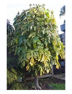 Carica pentagona El babaco... 2