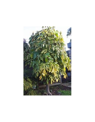 Carica pentagona El babaco (Vasconcellea × heilbornii)-1 Tree for Sale in Mexico - Online Nursery