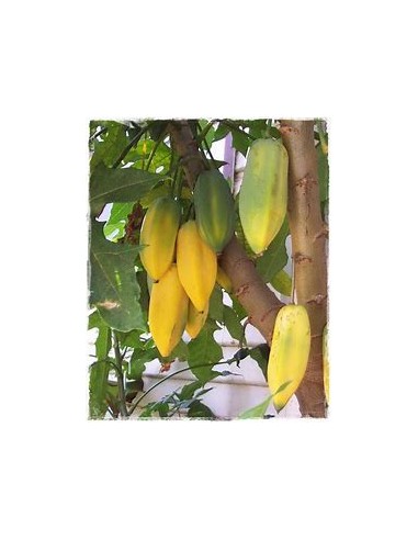 Carica pentagona El babaco (Vasconcellea ×...