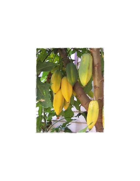 Carica pentagona El babaco (Vasconcellea × heilbornii)-1 Arbolito en Venta en Mexico - Vivero por internet