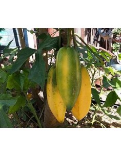 Carica pentagona El babaco...