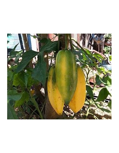 Carica pentagona El babaco (Vasconcellea × heilbornii)-1 Tree for Sale in Mexico - Online Nursery