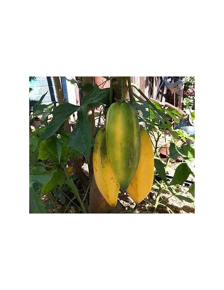 Carica pentagona El babaco (Vasconcellea × heilbornii)-1 Arbolito en Venta en Mexico - Vivero por internet