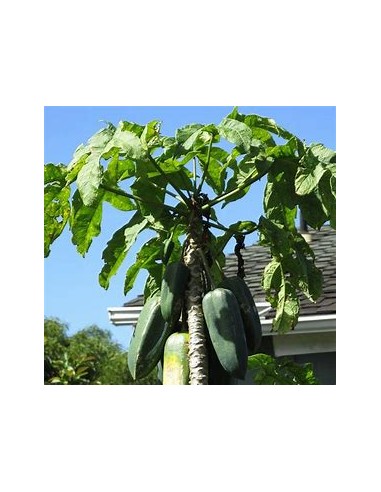 Carica pentagona El babaco (Vasconcellea ×...