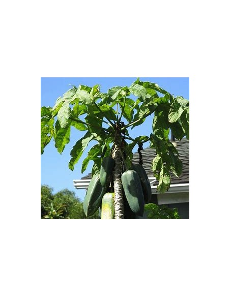 Carica pentagona El babaco (Vasconcellea × heilbornii)-1 Arbolito en Venta en Mexico - Vivero por internet