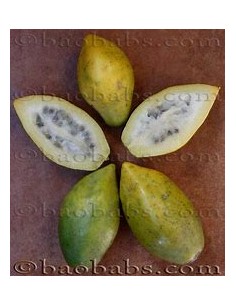 Mini Papaya of Monte...