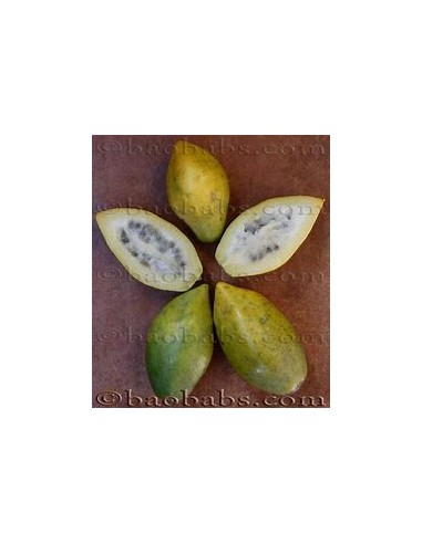 Mini Papaya of Monte Jarocha (Carica cauliflora) - Vasconcellea cauliflora - 1 Tree for Sale in Mexico - Online Nursery
