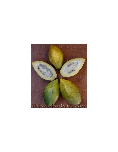 Mini Papayita de Monte Jarocha (Carica cauliflora) -Vasconcellea cauliflora-1 Arbolito en Venta en Mexico - Vivero por internet