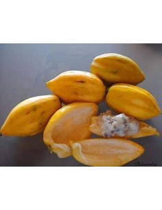 Mini Papayita de Monte... 2