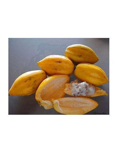 Mini Papayita de Monte Jarocha (Carica...