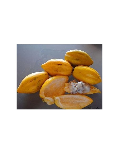 Mini Papayita de Monte Jarocha (Carica cauliflora) -Vasconcellea cauliflora-1 Arbolito en Venta en Mexico - Vivero por internet