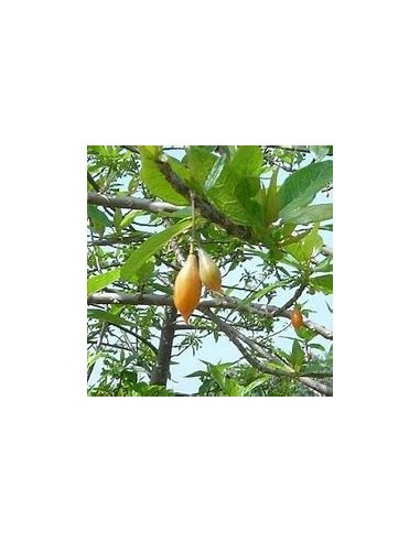 Mini Papayita de Monte Jarocha (Carica...