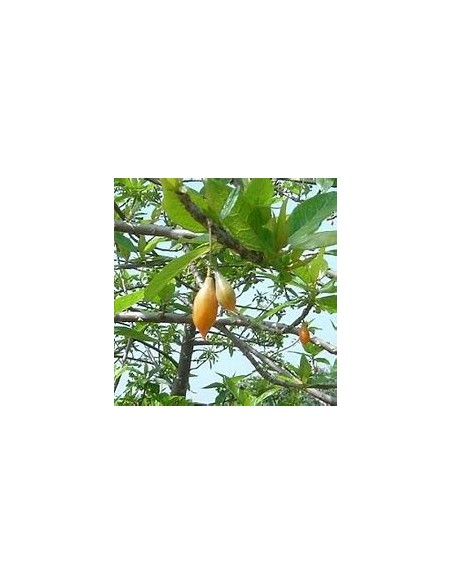 Mini Papayita de Monte Jarocha (Carica cauliflora) -Vasconcellea cauliflora-1 Arbolito en Venta en Mexico - Vivero por internet