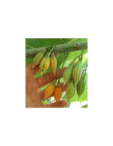 Mini Papayita de Monte Jarocha (Carica...