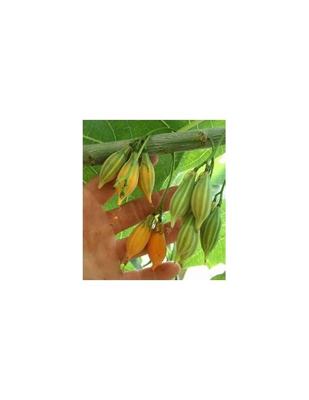 Mini Papayita de Monte Jarocha (Carica cauliflora) -Vasconcellea cauliflora-1 Arbolito en Venta en Mexico - Vivero por internet