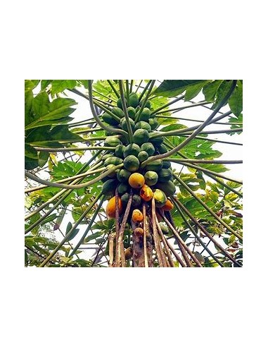 Papaya Mamey - Carica papaya-1 Arbolito en Venta en Mexico - Vivero por internet