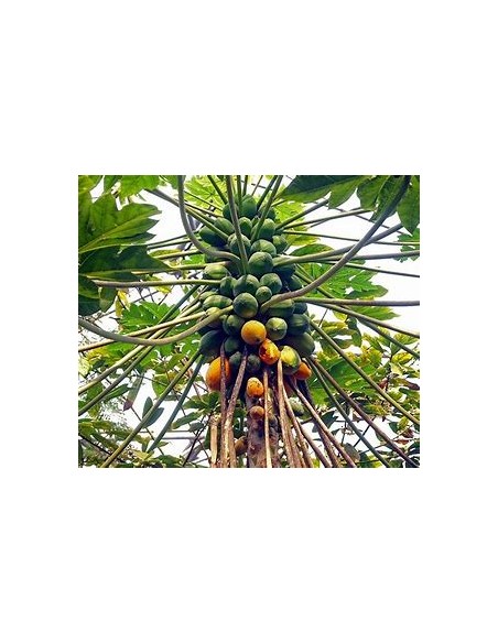 Papaya Mamey - Carica papaya-1 Arbolito en Venta en Mexico - Vivero por internet