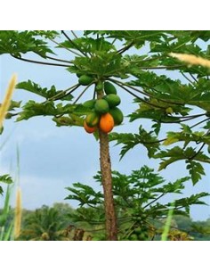 Papaya Mamey - Carica... 2