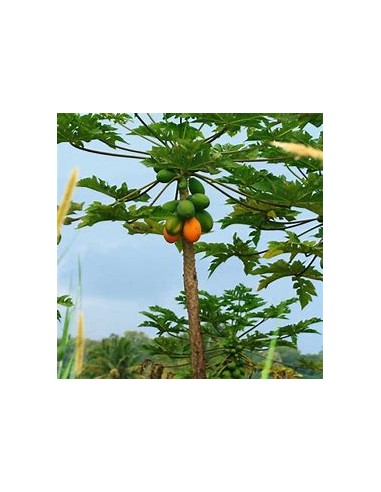 Papaya Mamey - Carica papaya-1 Arbolito en...