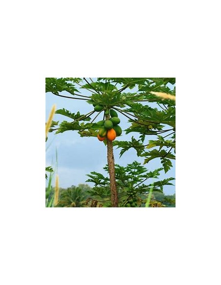 Papaya Mamey - Carica papaya-1 Arbolito en Venta en Mexico - Vivero por internet