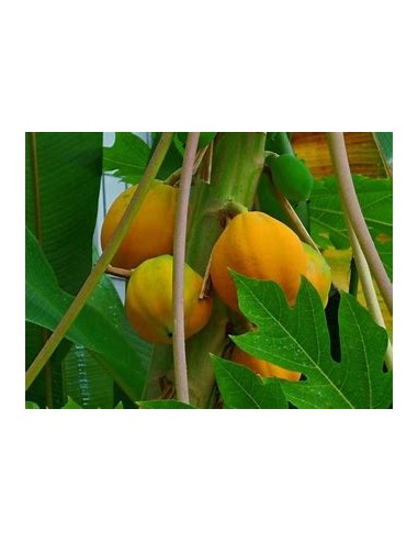 Papaya Mamey - Carica papaya-1 Arbolito en...