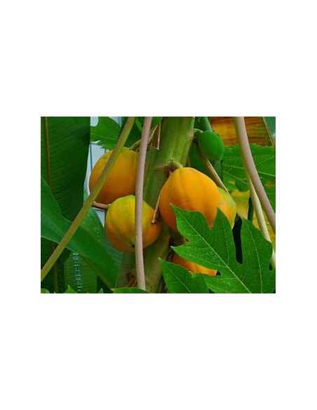 Papaya Mamey - Carica papaya-1 Arbolito en Venta en Mexico - Vivero por internet