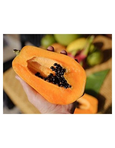Papaya Mamey - Carica papaya-1 Arbolito en...